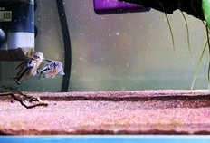 繁殖视频,生命延续的精彩瞬间